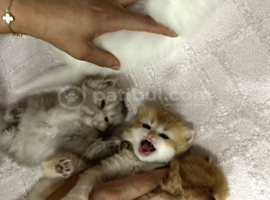 2 Aylık British Longhair Yavrular görsel