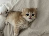 2 Aylık British Longhair Yavrular