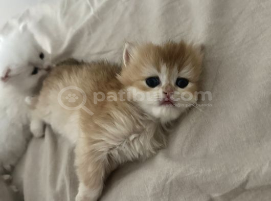 2 Aylık British Longhair Yavrular görsel