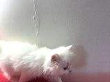2 Aylık British Longhair Yavrular