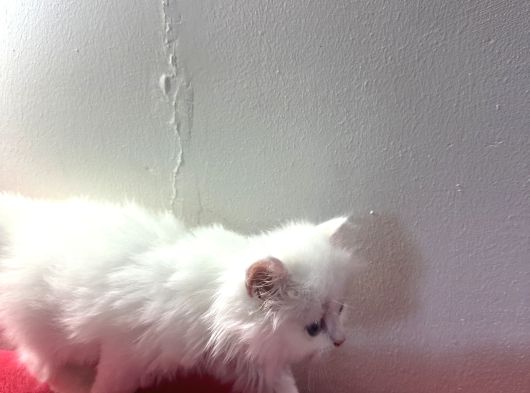 2 Aylık British Longhair Yavrular görsel
