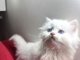 2 Aylık British Longhair Yavrular