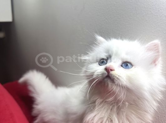 2 Aylık British Longhair Yavrular görsel