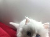 2 Aylık British Longhair Yavrular
