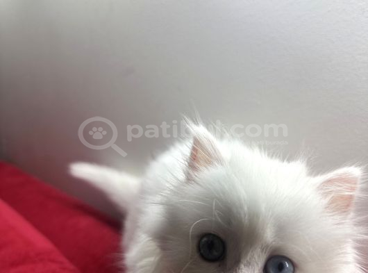 2 Aylık British Longhair Yavrular görsel