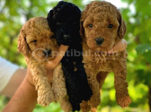 Anatomi̇ Hari̇kasi Toy Poodle Bebekler