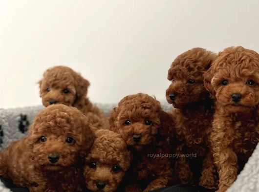 Her Renk Toy Poodle görsel