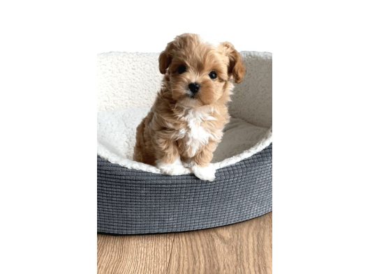 Mi̇ni̇ Malti̇poo Bebekler görsel