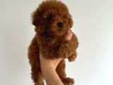 Anatomi̇ Hari̇kasi Toy Poodle Bebekler