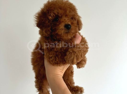 Anatomi̇ Hari̇kasi Toy Poodle Bebekler görsel