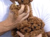 Irkinin En Mükemmeli Kore Kan Toy Poodle Yavrulari