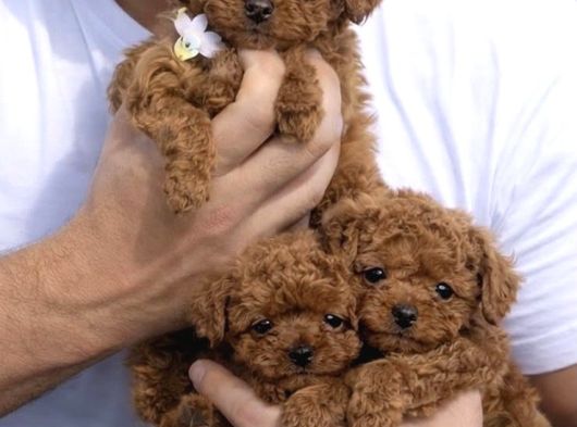 Irkinin En Mükemmeli Kore Kan Toy Poodle Yavrulari