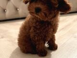 Irkinin En Mükemmeli Kore Kan Toy Poodle Yavrulari