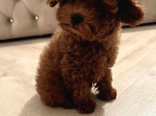Irkinin En Mükemmeli Kore Kan Toy Poodle Yavrulari görsel