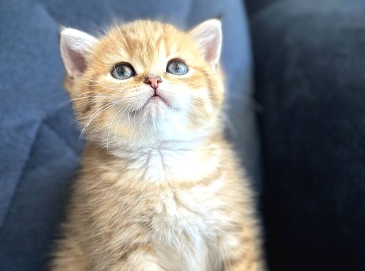 British Shorthair Ve Longhair Golden Yavrular görsel