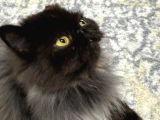 1 Yaşinda İran Kedi̇si̇ Ücretsi̇z Yuva Arayişi