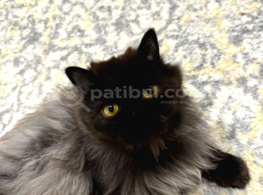 1 Yaşinda İran Kedi̇si̇ Ücretsi̇z Yuva Arayişi görsel