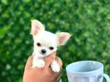 Elma Kafa Teacup Uzun Tüy Karbeyaz Chi̇huahua
