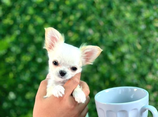 Elma Kafa Teacup Uzun Tüy Karbeyaz Chi̇huahua görsel
