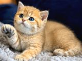 British Shorthair Ve Longhair Golden Yavrular