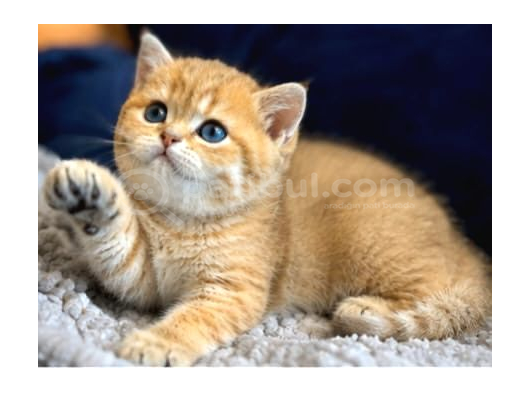 British Shorthair Ve Longhair Golden Yavrular görsel
