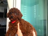 0 Numara Toy Poodle Koyu Erkek