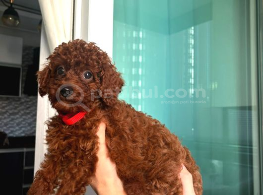 0 Numara Toy Poodle Koyu Erkek görsel