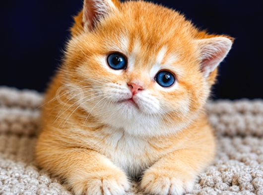 Lisanslı Üretim Evinden British Shorthair Golden Bebekler görsel