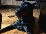 3 Yaşinda Erkek Ve 9 Ayli̇k İki̇ Di̇şi̇ Doberman