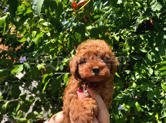 Toy Poodle Yavrular görsel
