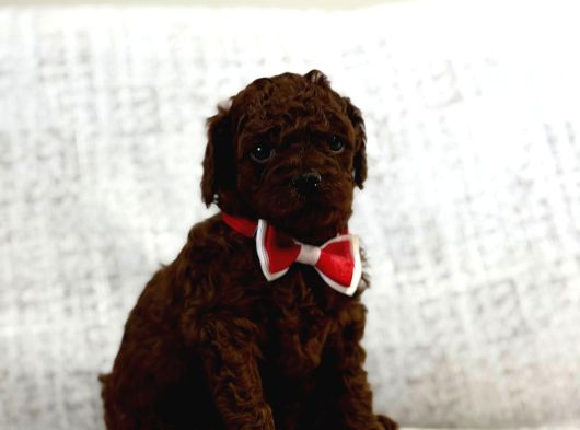 Toy Poddle Yavruları