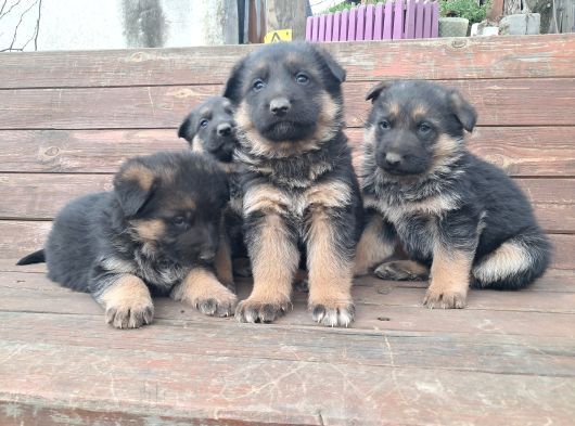 Alman Çoban Yavrular Show Kalite