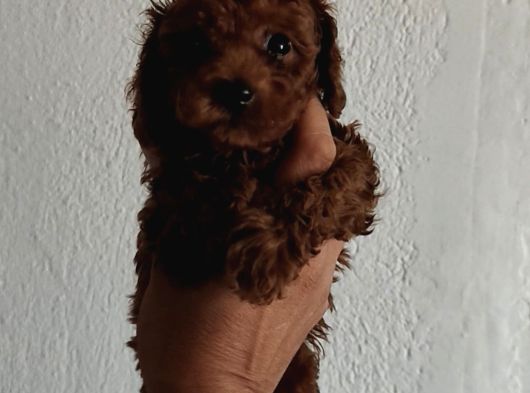 Kore Poodle Yavrular Tea Cup 1 Kilo Garantili görsel