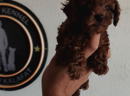 Kore Poodle Yavrular Tea Cup 1 Kilo Garantili görsel