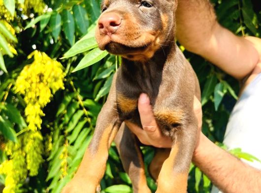 Doberman Yavrular görsel