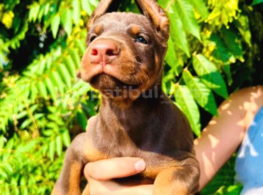Doberman Yavrular