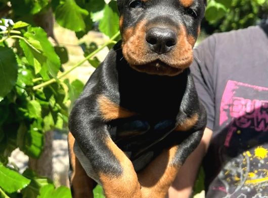 Doberman Yavrular görsel