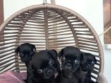 Pug Mobs Bebekler