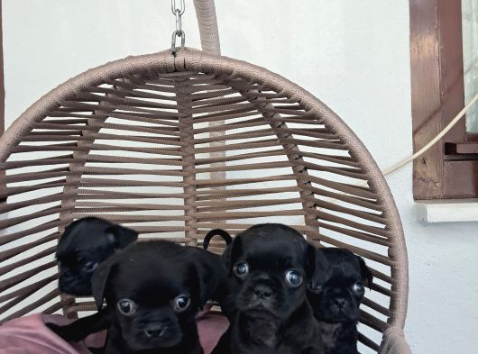 Pug Mobs Bebekler görsel