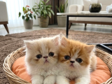 Orjinal iran persian sıfır burun Bebekler