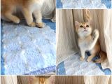 Golden Sarı Şekerler Teslime Hazır