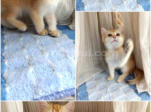 Golden Sarı Şekerler Teslime Hazır görsel