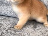Golden Sarı Şekerler Teslime Hazır