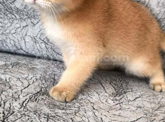 Golden Sarı Şekerler Teslime Hazır görsel