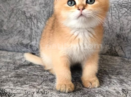 Golden Sarı Şekerler Teslime Hazır görsel
