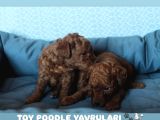 Toy Poodle Red Brown Yavrularimiz Yeni̇ Ai̇leleri̇ni̇ Bekli̇yor