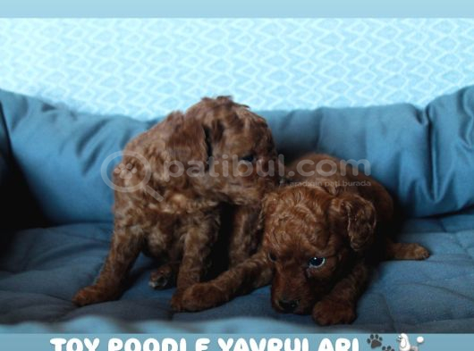 Toy Poodle Red Brown Yavrularimiz Yeni̇ Ai̇leleri̇ni̇ Bekli̇yor görsel