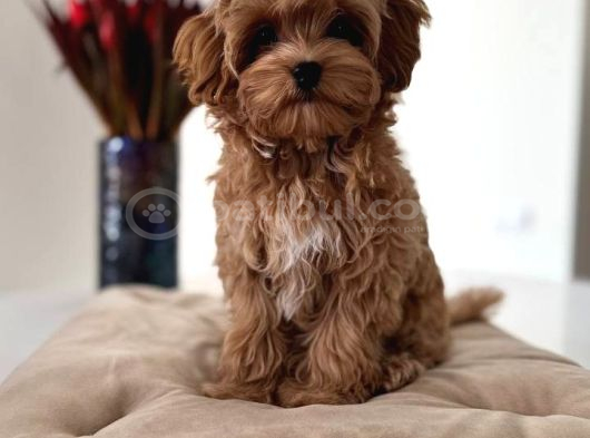 Toy Poodle Sevi̇mli̇ Yavrular Ev Üreti̇mi̇