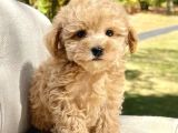 Malti̇poo Ci̇nsi̇ Yavrular Ev Üreti̇mi̇