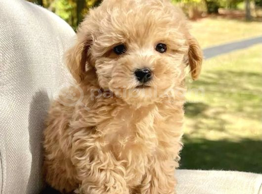 MALTİPOO CİNSİ YAVRULAR EV ÜRETİMİ